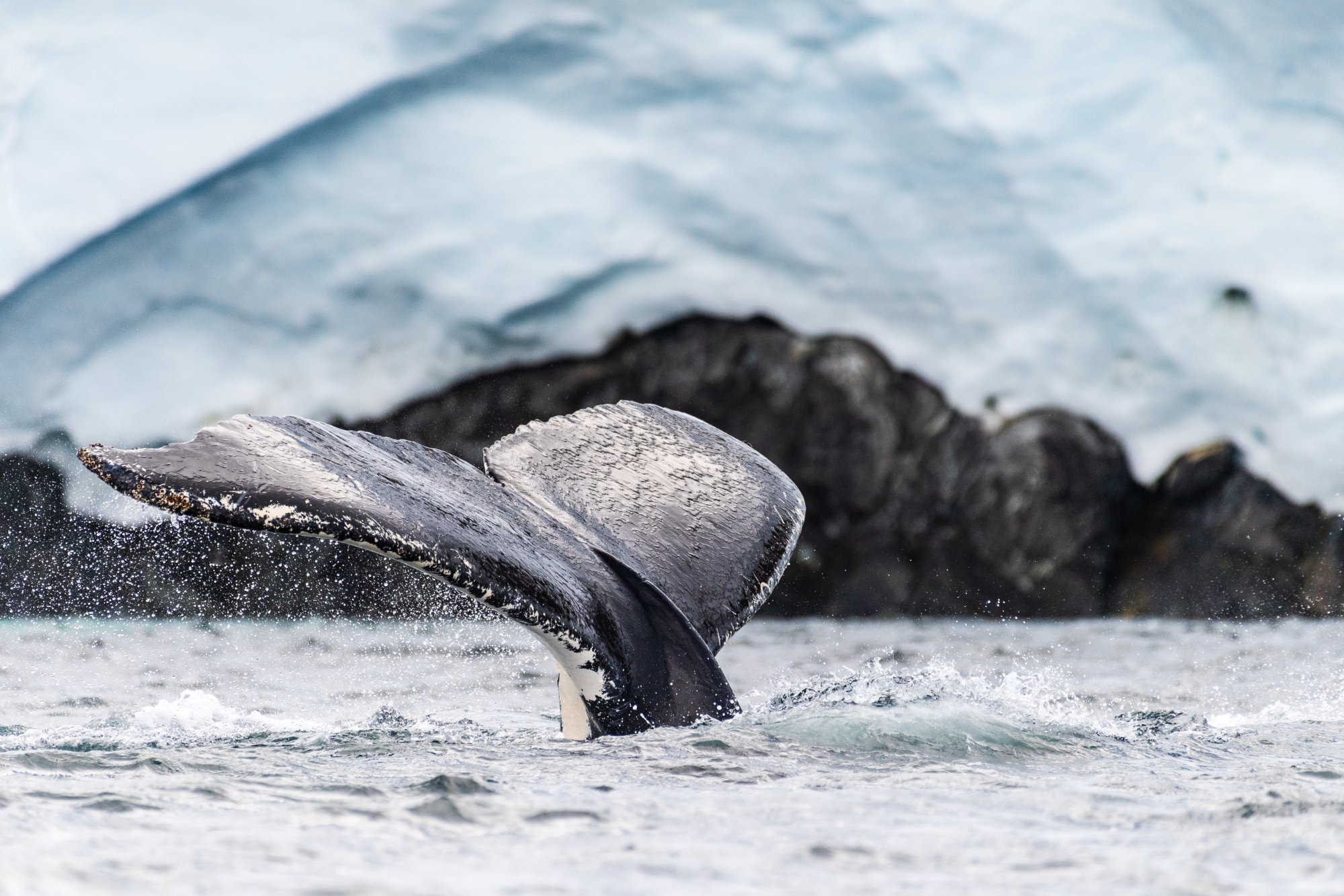 Péninsule Antarctique