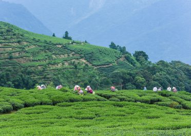 Bandipur - Coorg