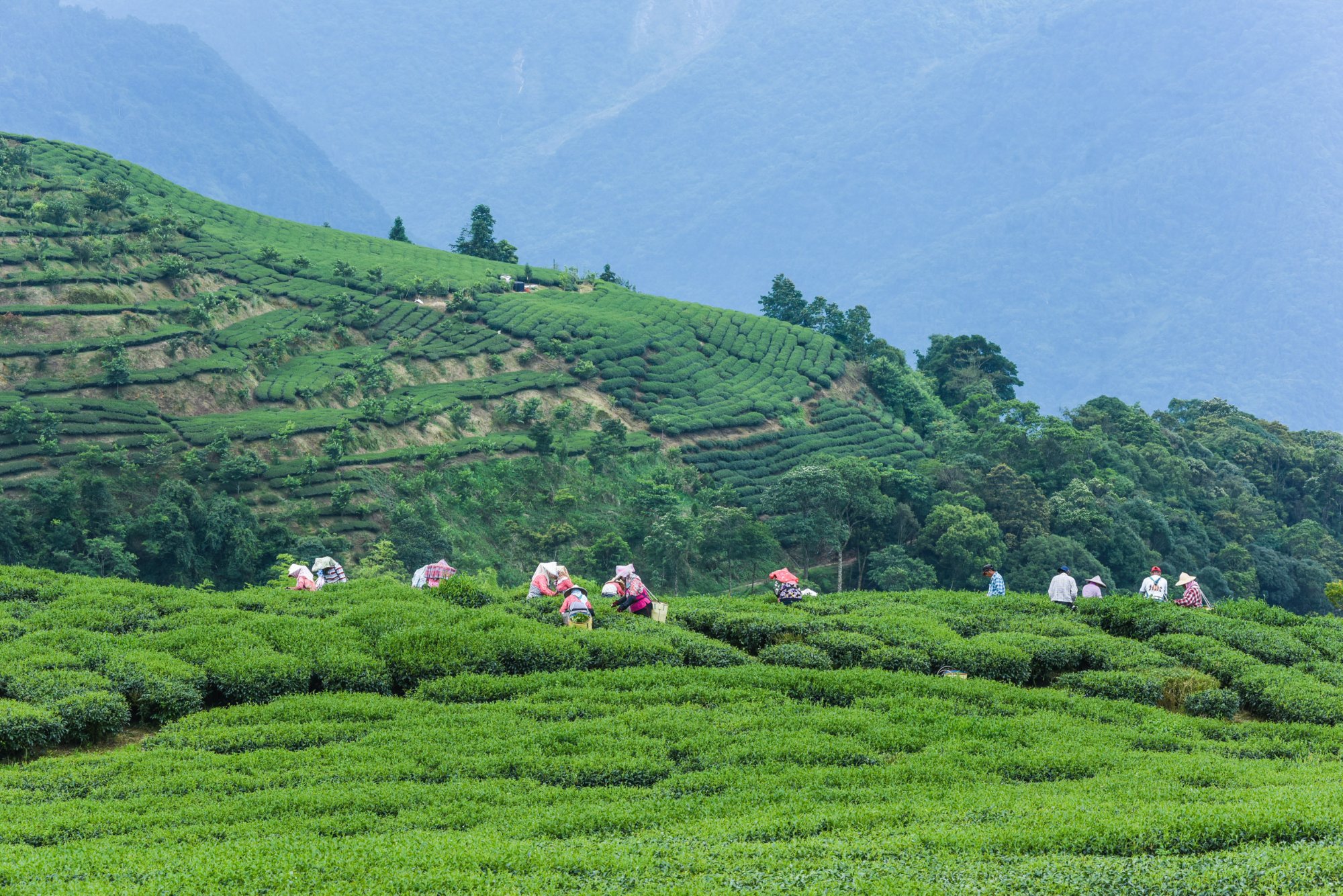 Bandipur - Coorg
