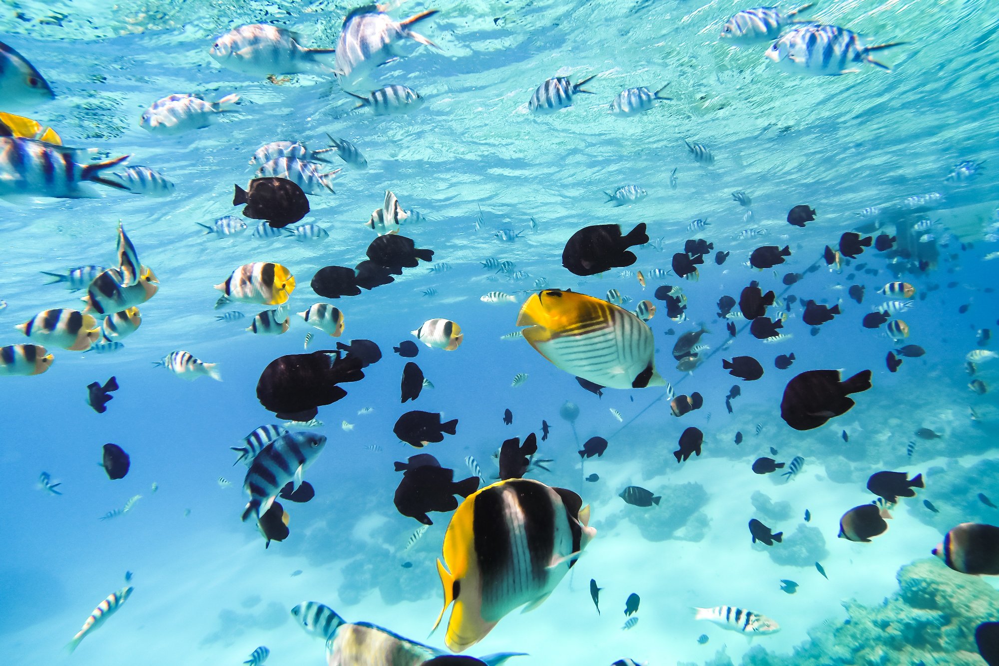 Bora Bora - Moorea