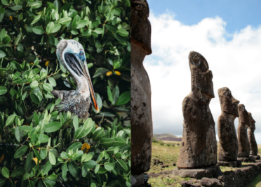 Passion Galapagos et Île de Pâques