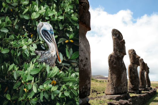 Passion Galapagos et Île de Pâques