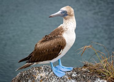 Quito - Galápagos