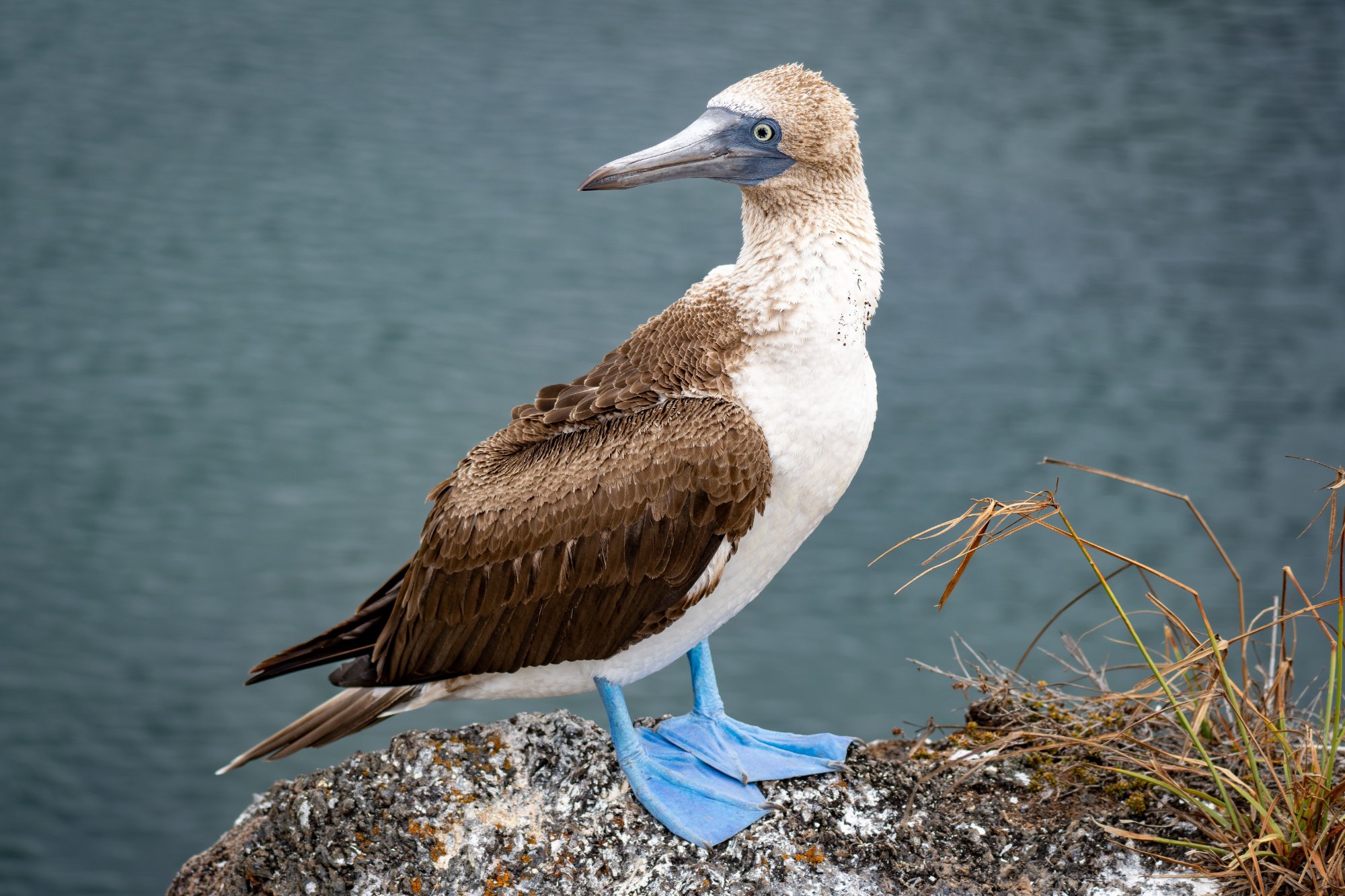 Quito - Galápagos