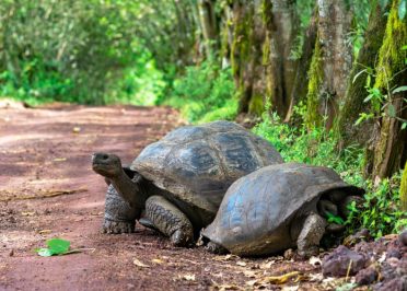 Guayaquil - Vol vers les Galápagos - Ile de Santa Cruz