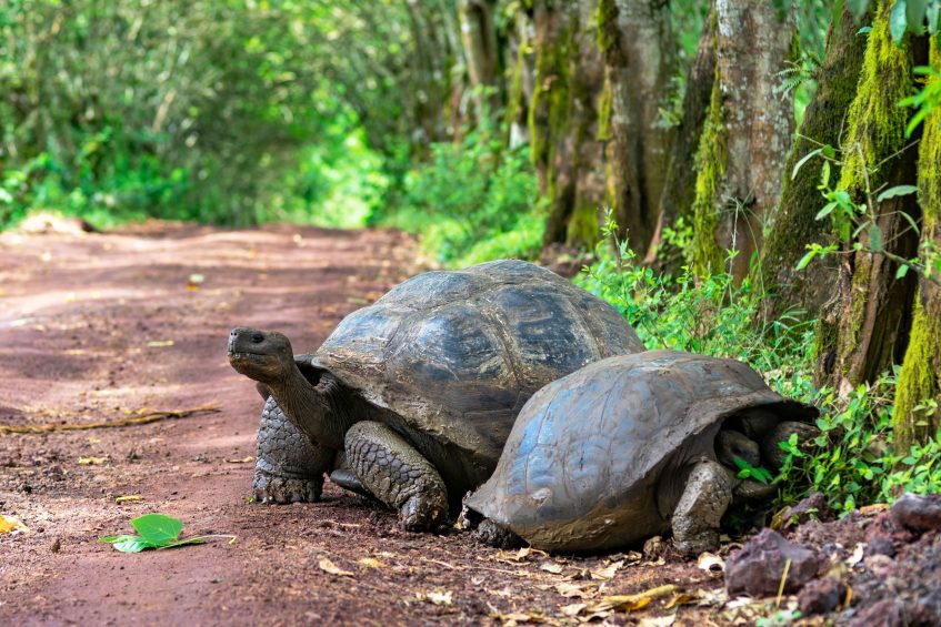 Guayaquil  Vol vers les Galápagos - Ile de Santa Cruz
