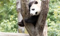 Chine