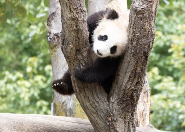 Chine