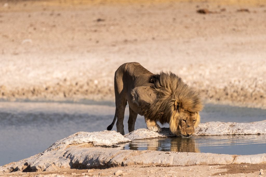 Traversée du parc national d'Etosha
