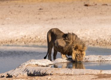 Traversée du parc national d'Etosha