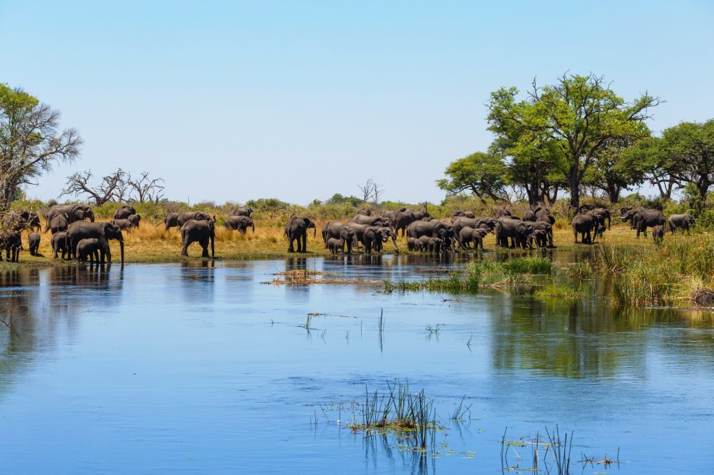 Parc national d'Etosha  Divundu