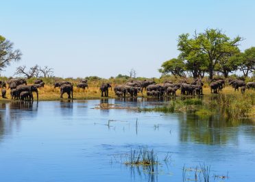 Parc national d'Etosha - Divundu