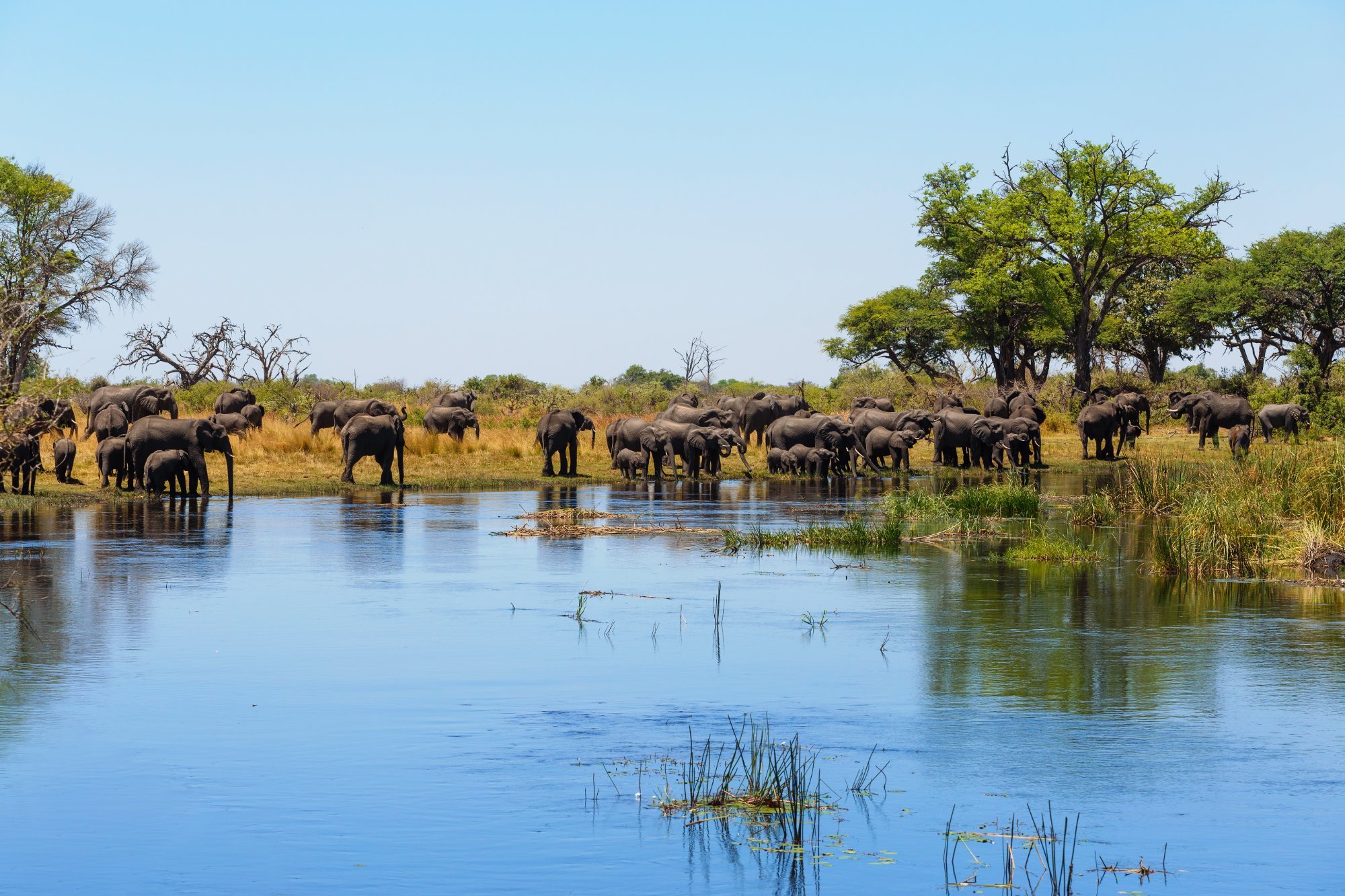 Parc national d'Etosha - Divundu
