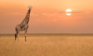 Afrique du Sud