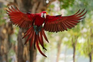 Les animaux emblématiques du Costa Rica et leur rôle essentiel dans les écosystèmes
